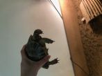 Spur Thighed : Young approx 3 years old (Kiwi)